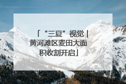“三夏”视觉｜黄河滩区麦田大面积收割开启