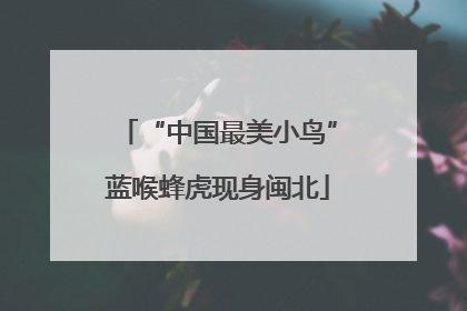“中国最美小鸟”蓝喉蜂虎现身闽北