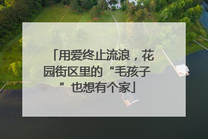 用爱终止流浪，花园街区里的“毛孩子”也想有个家