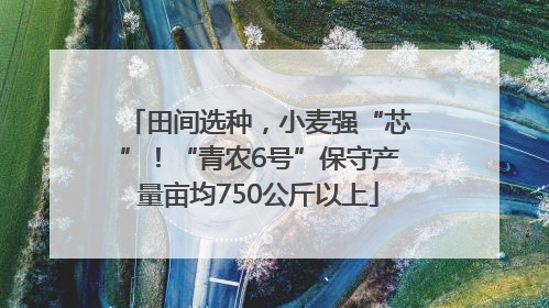 田间选种，小麦强“芯”！“青农6号”保守产量亩均750公斤以上