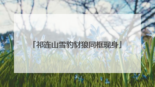 祁连山雪豹豺狼同框现身