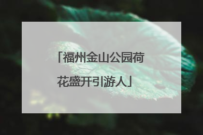 福州金山公园荷花盛开引游人