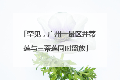 罕见，广州一景区并蒂莲与三蒂莲同时盛放
