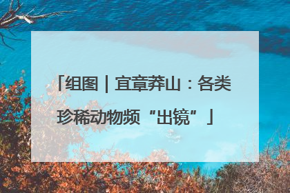 组图｜宜章莽山：各类珍稀动物频“出镜”