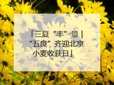 三夏“丰”景｜“五良”齐迎北京小麦收获日