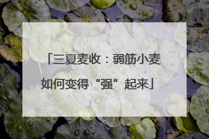 三夏麦收：弱筋小麦如何变得“强”起来
