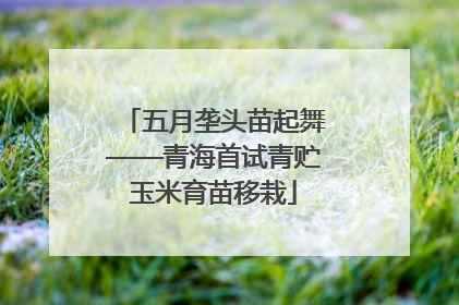 五月垄头苗起舞——青海首试青贮玉米育苗移栽