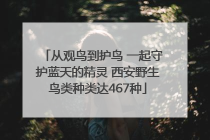 从观鸟到护鸟 一起守护蓝天的精灵 西安野生鸟类种类达467种