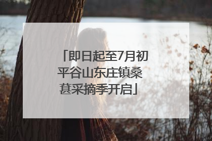 即日起至7月初 平谷山东庄镇桑葚采摘季开启
