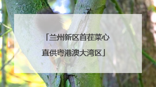 兰州新区首茬菜心直供粤港澳大湾区