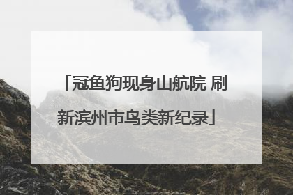 冠鱼狗现身山航院 刷新滨州市鸟类新纪录