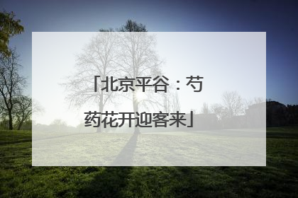 北京平谷：芍药花开迎客来