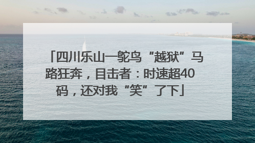 四川乐山一鸵鸟“越狱”马路狂奔，目击者：时速超40码，还对我“笑”了下