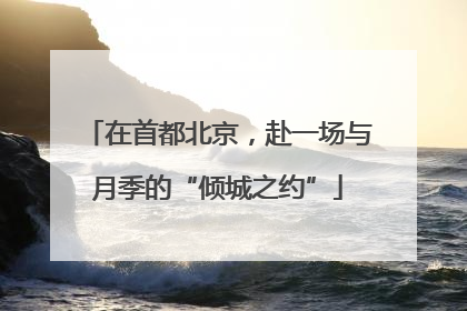 在首都北京，赴一场与月季的“倾城之约”