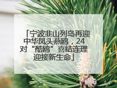 宁波韭山列岛再迎中华凤头燕鸥，24对“酷鸥”喜结连理迎接新生命