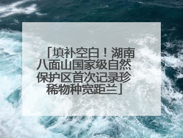 填补空白！湖南八面山国家级自然保护区首次记录珍稀物种宽距兰