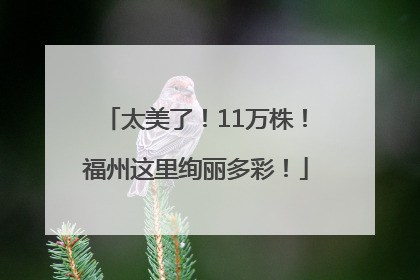 太美了！11万株！福州这里绚丽多彩！