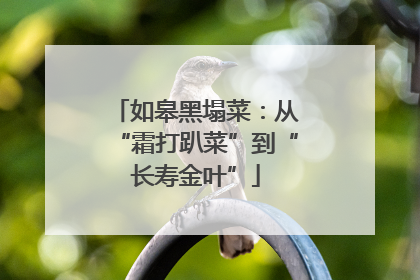 如皋黑塌菜：从“霜打趴菜”到“长寿金叶”