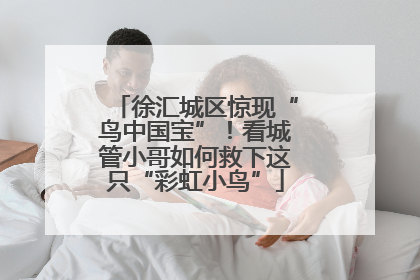 徐汇城区惊现“鸟中国宝”！看城管小哥如何救下这只“彩虹小鸟”