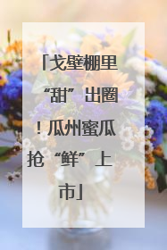 戈壁棚里“甜”出圈！瓜州蜜瓜抢“鲜”上市