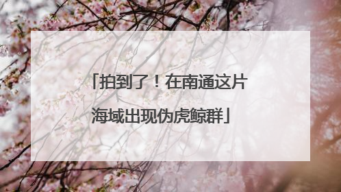 拍到了！在南通这片海域出现伪虎鲸群