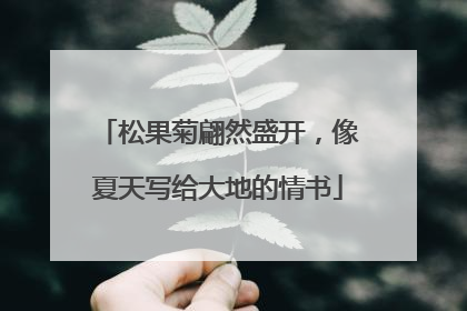 松果菊翩然盛开，像夏天写给大地的情书