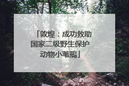 敦煌：成功救助国家二级野生保护动物小苇鳽
