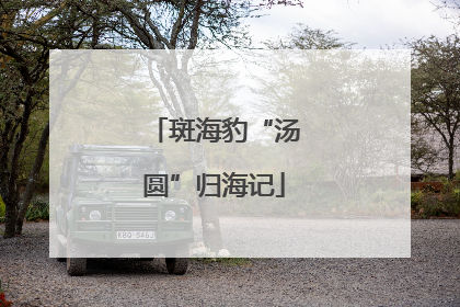 斑海豹“汤圆”归海记