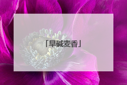 旱碱麦香