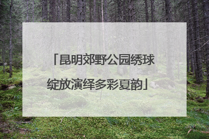昆明郊野公园绣球绽放演绎多彩夏韵