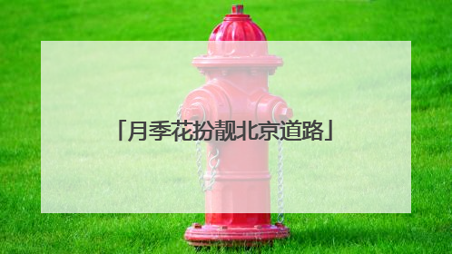 月季花扮靓北京道路