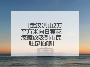 武汉洪山2万平方米向日葵花海盛放吸引市民驻足拍照