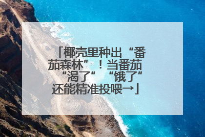 椰壳里种出“番茄森林”！当番茄“渴了”“饿了”还能精准投喂→
