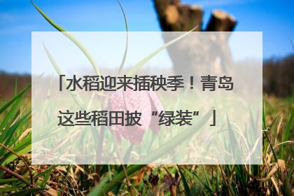 水稻迎来插秧季！青岛这些稻田披“绿装”