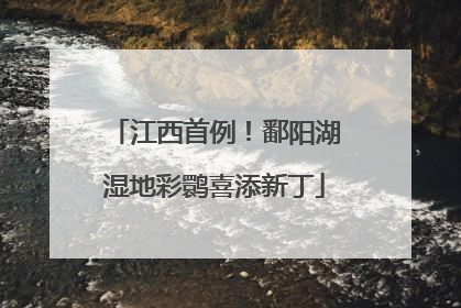 江西首例！鄱阳湖湿地彩鹮喜添新丁