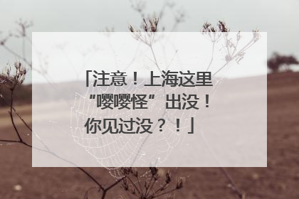 注意！上海这里“嘤嘤怪”出没！你见过没？！