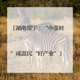 湖南常宁：“小茶叶”成富民“好产业”