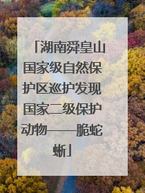 湖南舜皇山国家级自然保护区巡护发现国家二级保护动物——脆蛇蜥