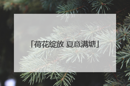 荷花绽放 夏意满塘