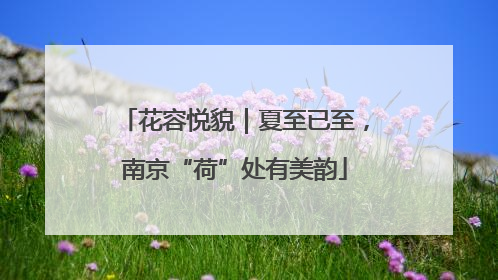 花容悦貌｜夏至已至，南京“荷”处有美韵