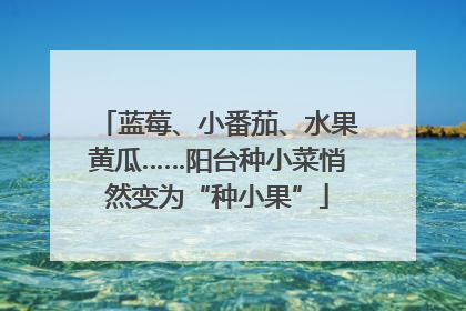 蓝莓、小番茄、水果黄瓜……阳台种小菜悄然变为“种小果”