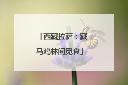西藏拉萨：藏马鸡林间觅食