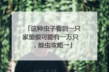 这种虫子看到一只家里很可能有一万只，除虫攻略→