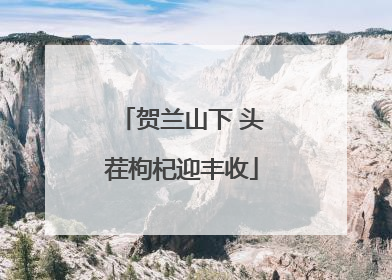 贺兰山下 头茬枸杞迎丰收