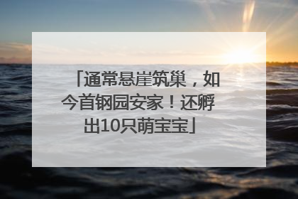 通常悬崖筑巢，如今首钢园安家！还孵出10只萌宝宝