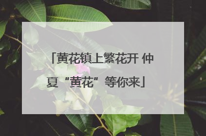 黄花镇上繁花开 仲夏“黄花”等你来