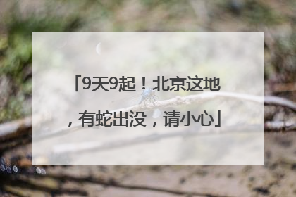 9天9起！北京这地，有蛇出没，请小心